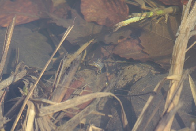 tritone alpino neotenico